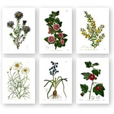 빈티지 보태니컬 프린트 | Ink Inc.의 야생화 | 꽃 벽 예술 | 보헤미안 농가 장식 | 5
